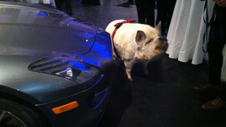 Here’s A Pig And A Mercedes SLS AMG
